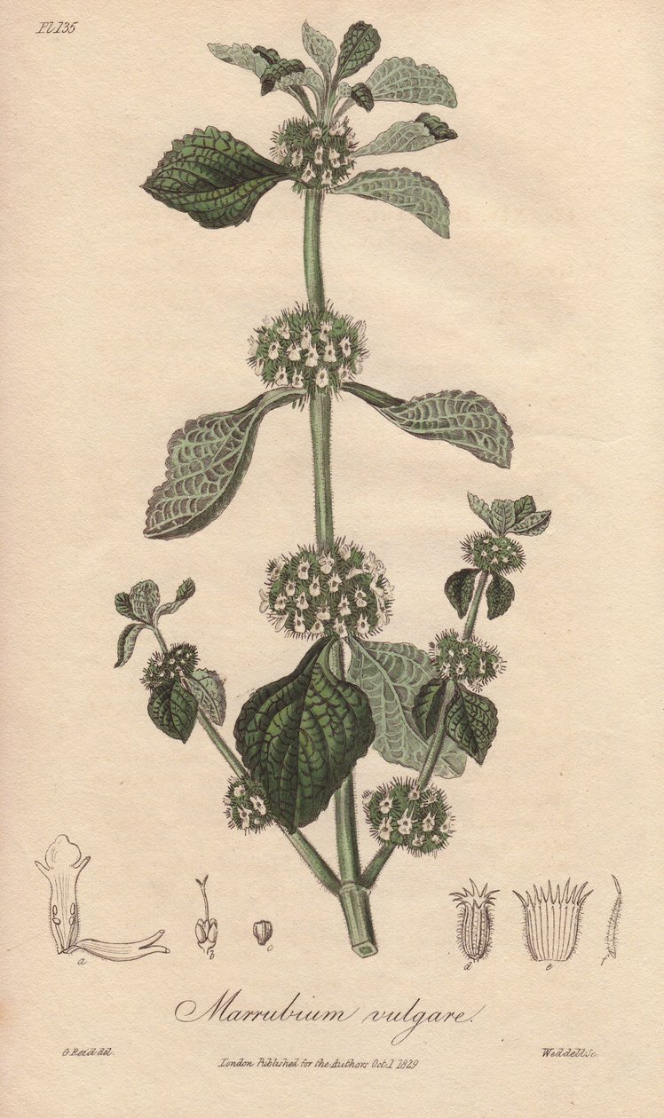 Marrubium vulgare (Marrubium vulgare) - Agua fuerte de William Clarke para ilustrar "Medical Botanical, Description of the Medicinal Plants of London, Edinburgh and Dublin" de John Stephenson y James Morss Churchill, publicado en Londres por John Churchil. de Unbekannter Künstler