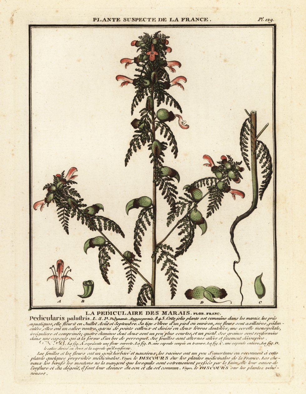Hierba de los pantanos, Pedicularis palustris. de Unbekannter Künstler