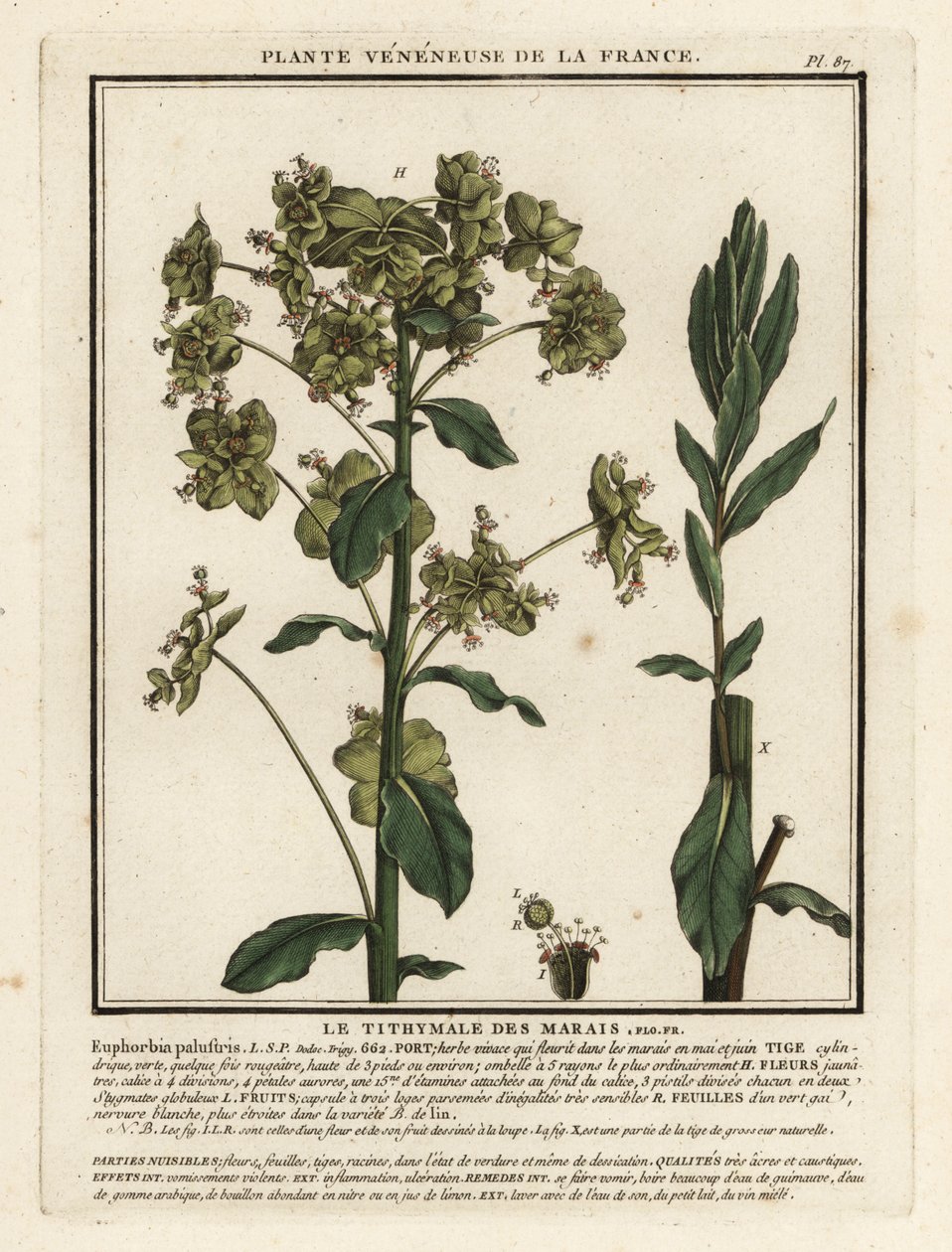 Marsh expurgo, Euphorbia palustris. de Unbekannter Künstler
