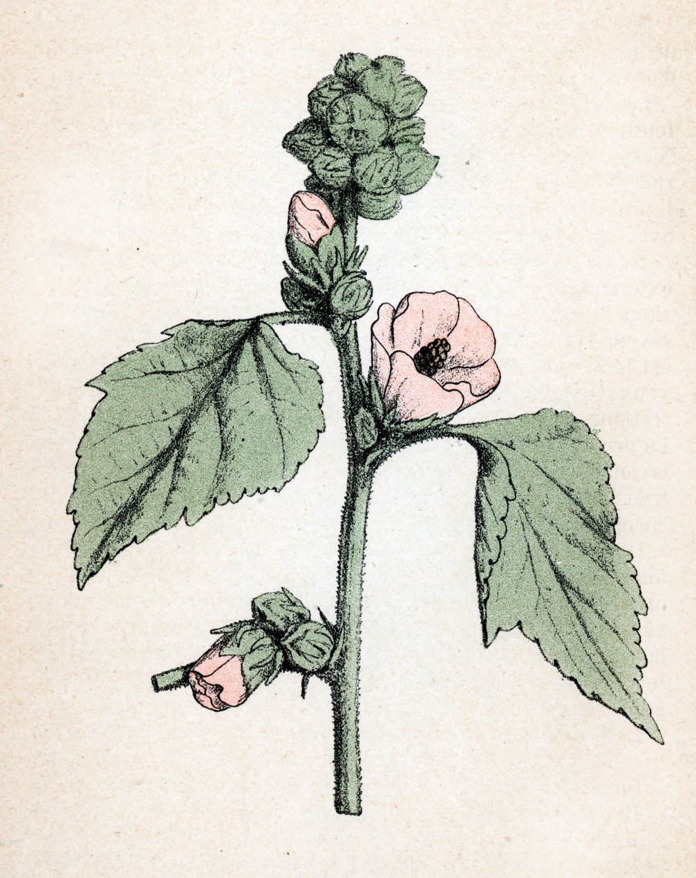 Marshmallow officinale (Althaea officinalis) (Malva blanca) (malvavisco, malva de los pantanos) Lámina botánica del "Atlas colorie des plantes medicinales" de Paul Hariot de Unbekannter Künstler