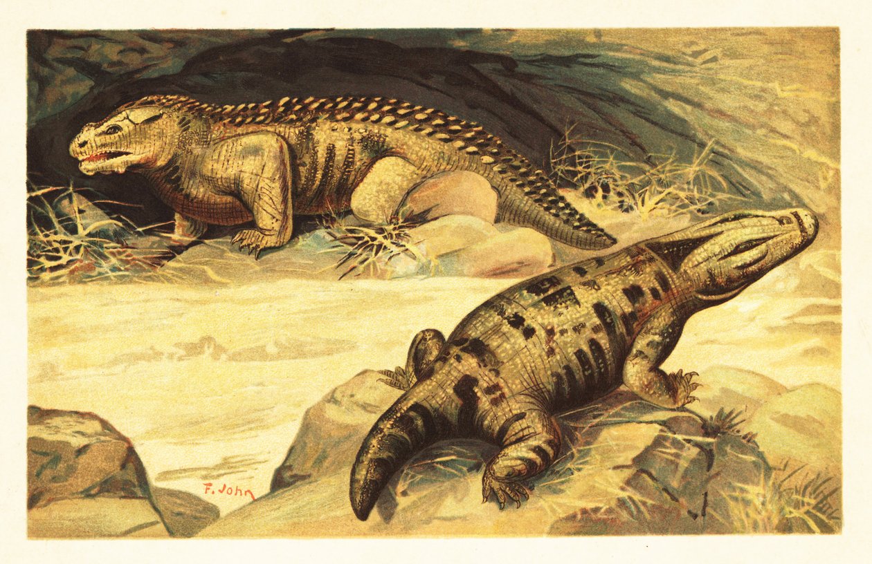 Mastodonsaurus y Pareiasaurus.1908 (litografía) de Unbekannter Künstler