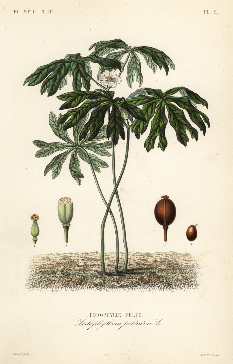 Mayapple o mandrágora americana, Podophyllum peltatum de Unbekannt