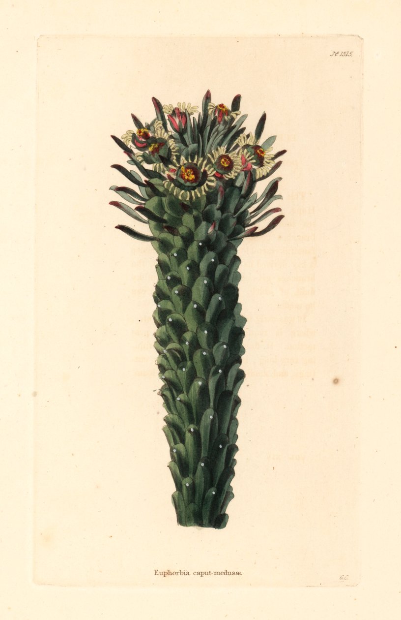 Cabeza de Medusa, Euphorbia caput-medusae. Grabado en cobre coloreado a mano por George Cooke del Gabinete Botánico de Conrad Loddiges, Hackney. de Unbekannter Künstler