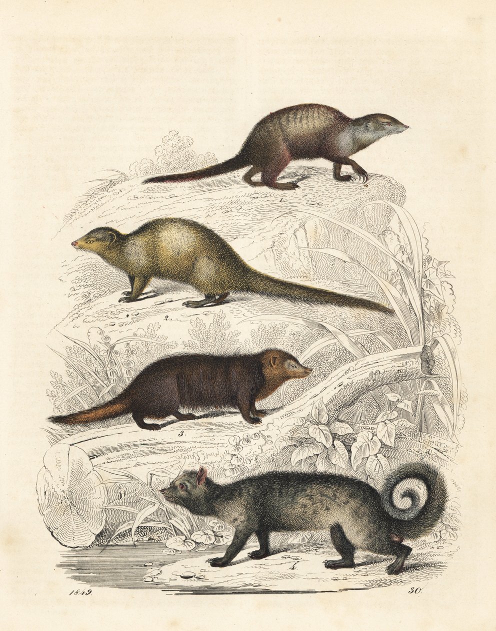 Suricata suricatta 1, mangosta gris de la India Herpestes edwardsii 2, cusimán común Crossarchus obscurus 3 y civeta palmera asiática Paradoxurus hermaphroditus 4. Litografía coloreada a mano del Libro del mundo de Carl Hoffmann, Stuttgart. de Unbekannter Künstler