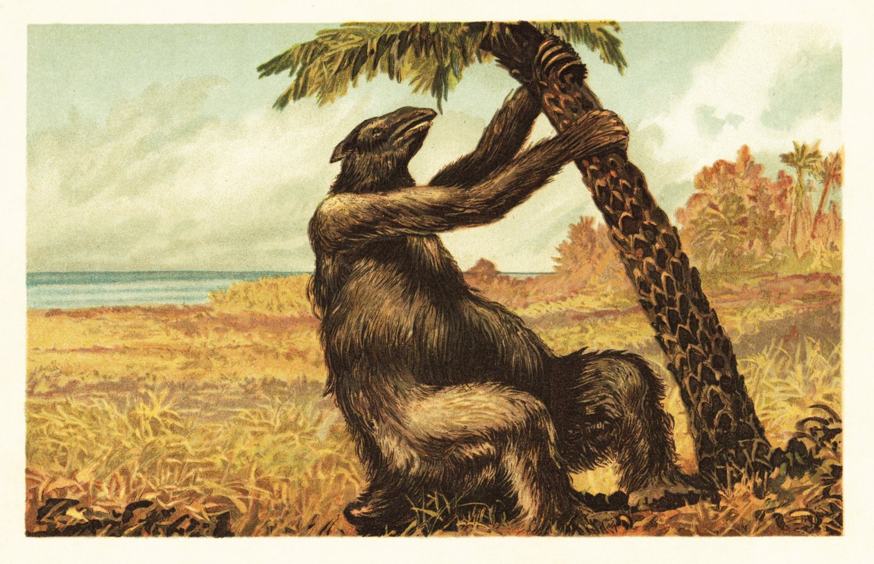 Megatherium americanum tirando de una palmera.1908 (litografía) de Unbekannter Künstler