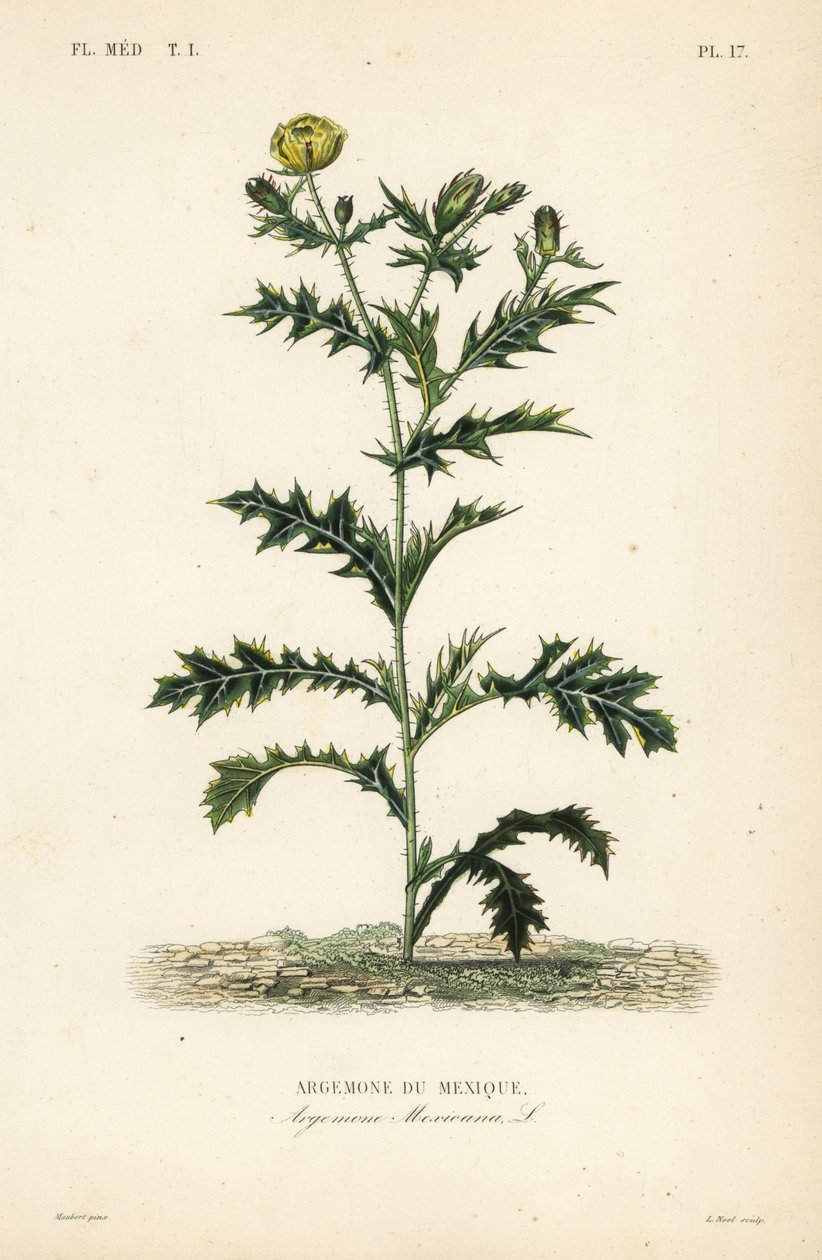 Amapola mexicana, Argemone mexicana de Unbekannt