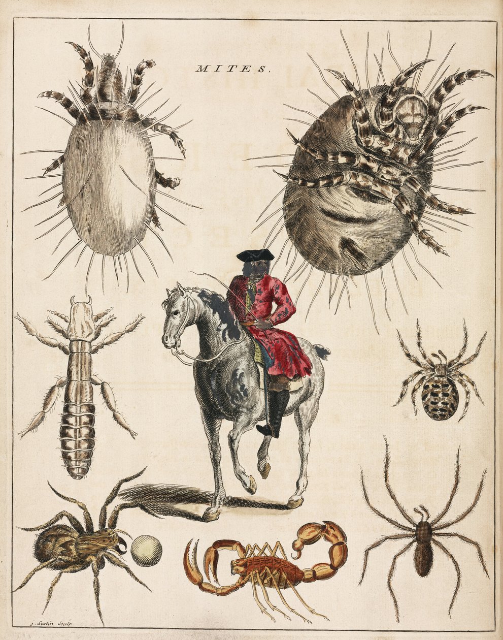 Microscopía de Unbekannt