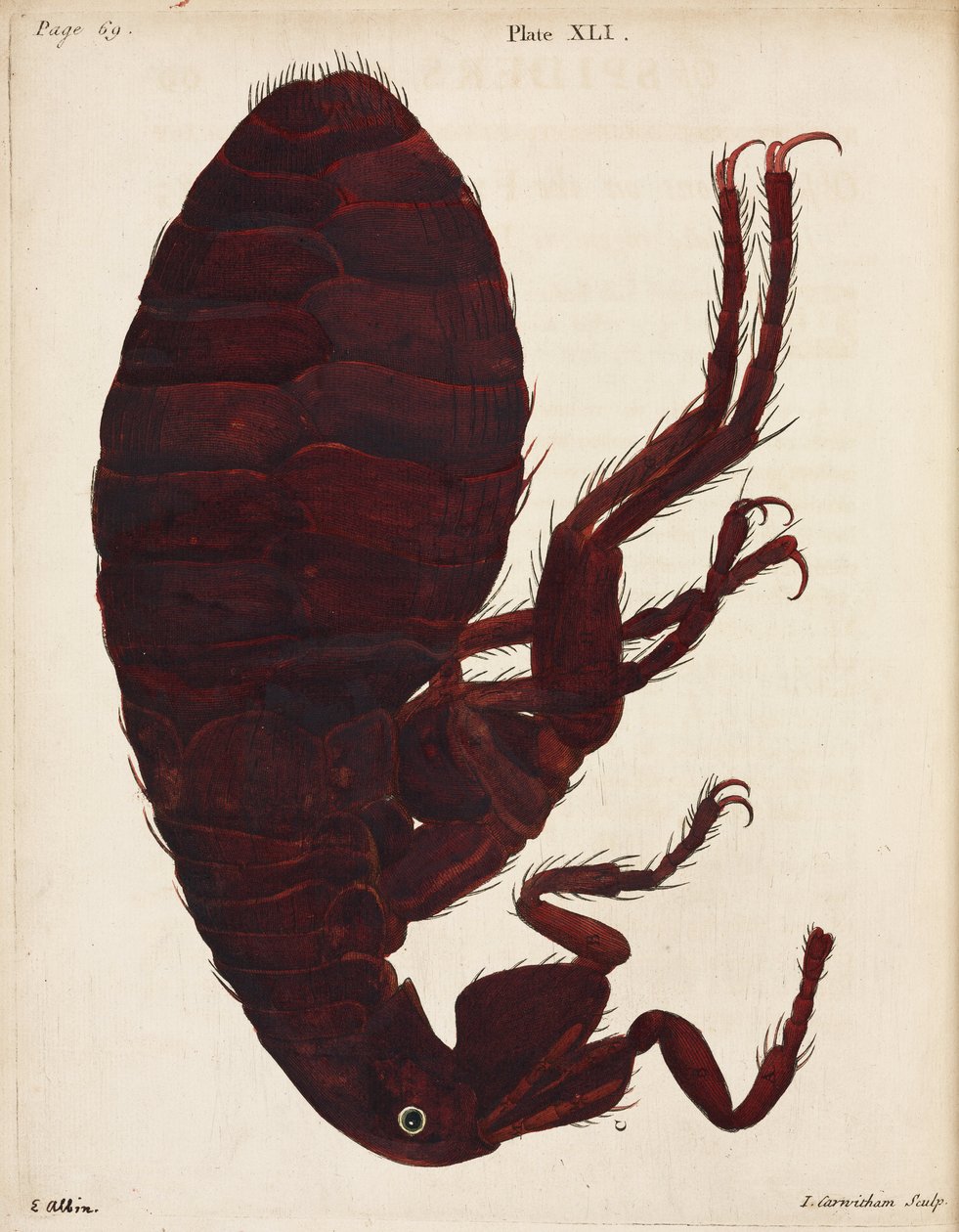 Microscopía de Unbekannt