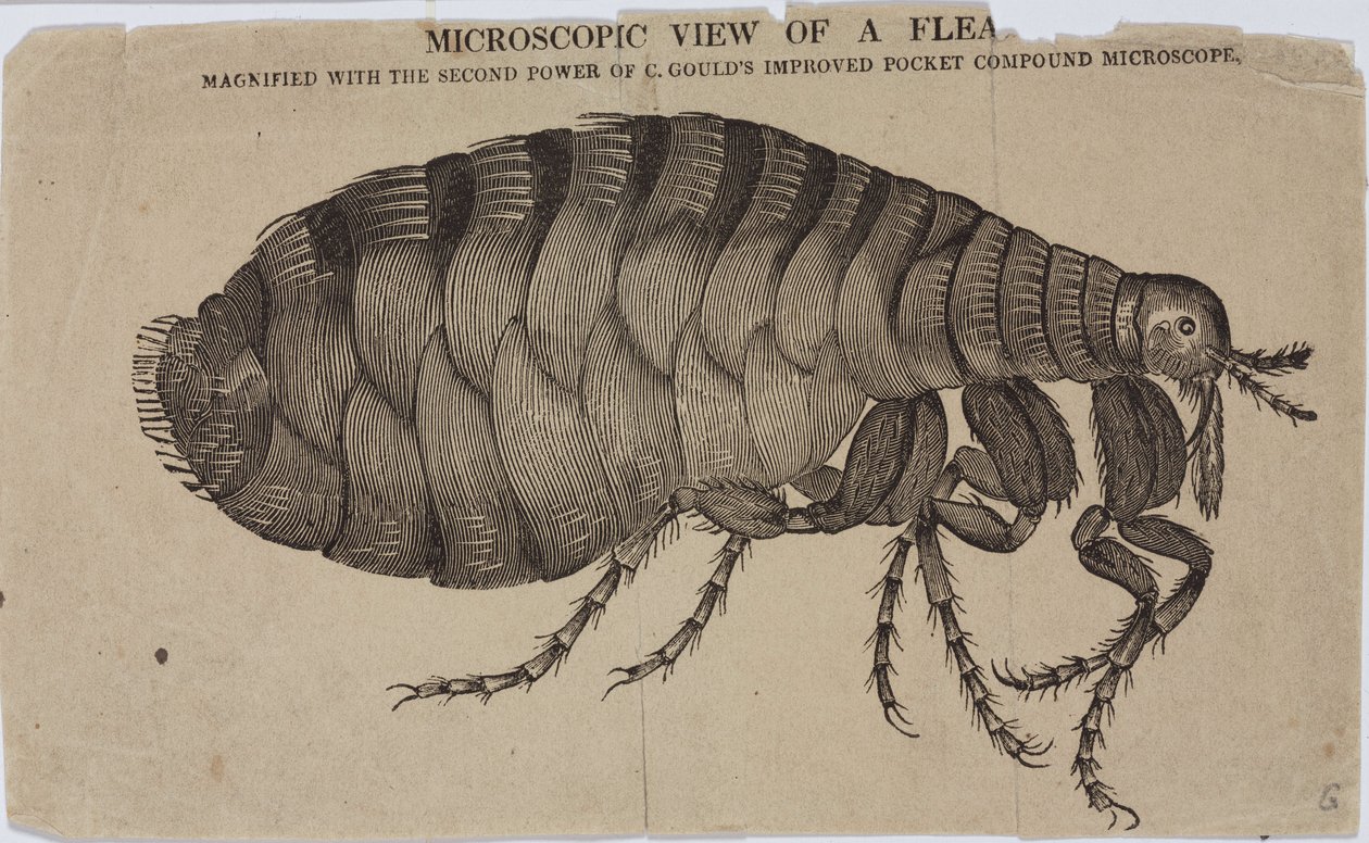 Microscopía de Unbekannt