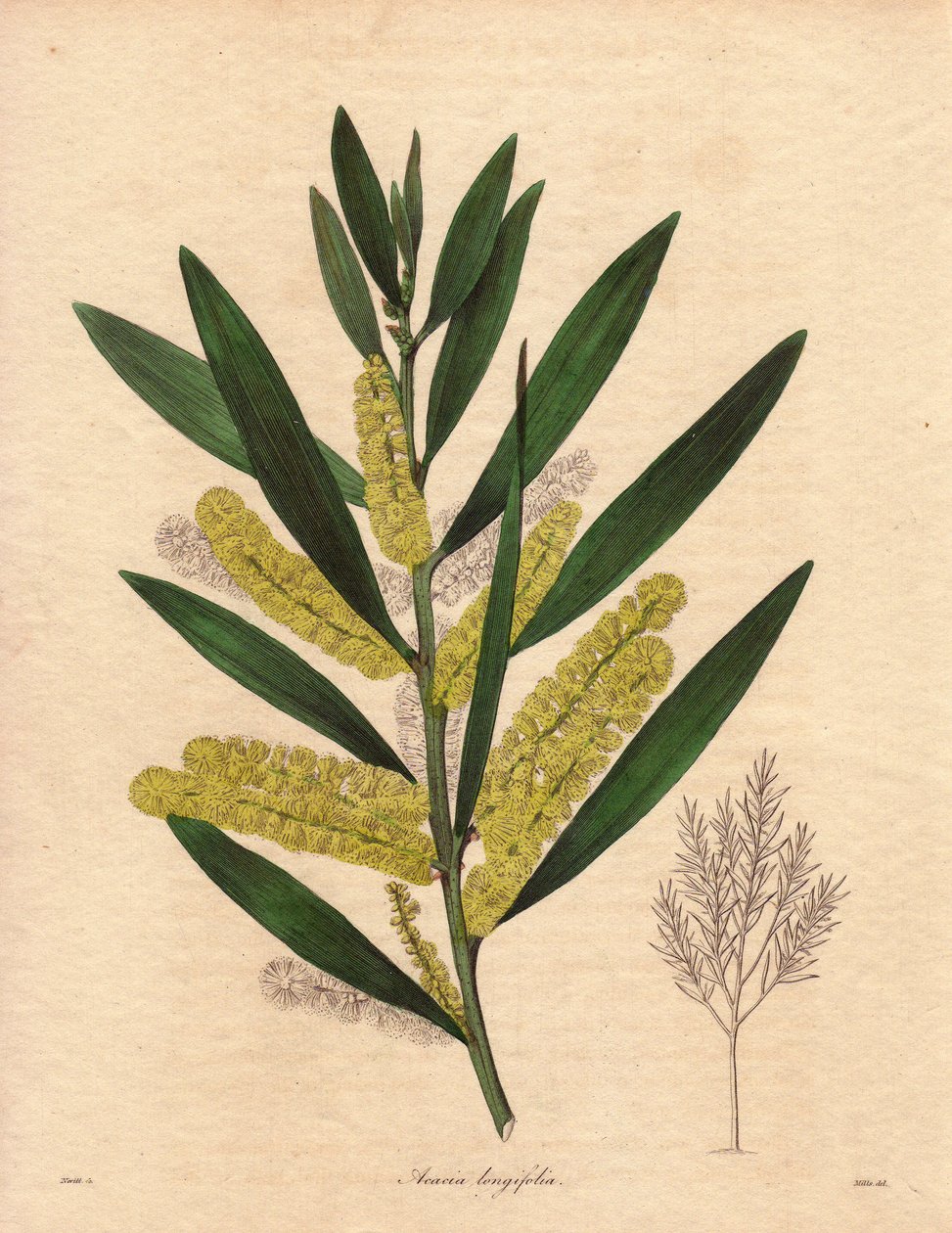 Oruga de las mimosas (Acacia longifolia), arbusto de follaje persistente, de hasta 3 a 6 metros de altura, con inflorescencia en largos epis de color amarillo limón, muy olorosa. Planta originaria de Nueva Holanda (Australia), introducida en Gran Bretaña e de Unbekannter Künstler