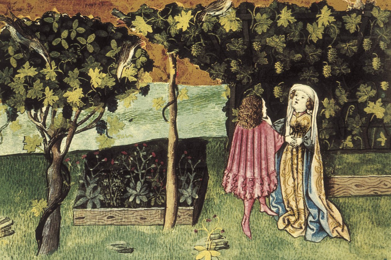 Miniatura sobre la uva, fruta que reduce la grasa abdominal y adelgaza - IBN BUTLAN, Abu-l Hasan al-Mujtar (c. 1001 - 1066). Médico y filósofo cristiano nestoriano de Bagdad. Folio 83r. Ilustración sobre las uvas, fruta que baja la grasa del vientre y li de Unbekannter Künstler