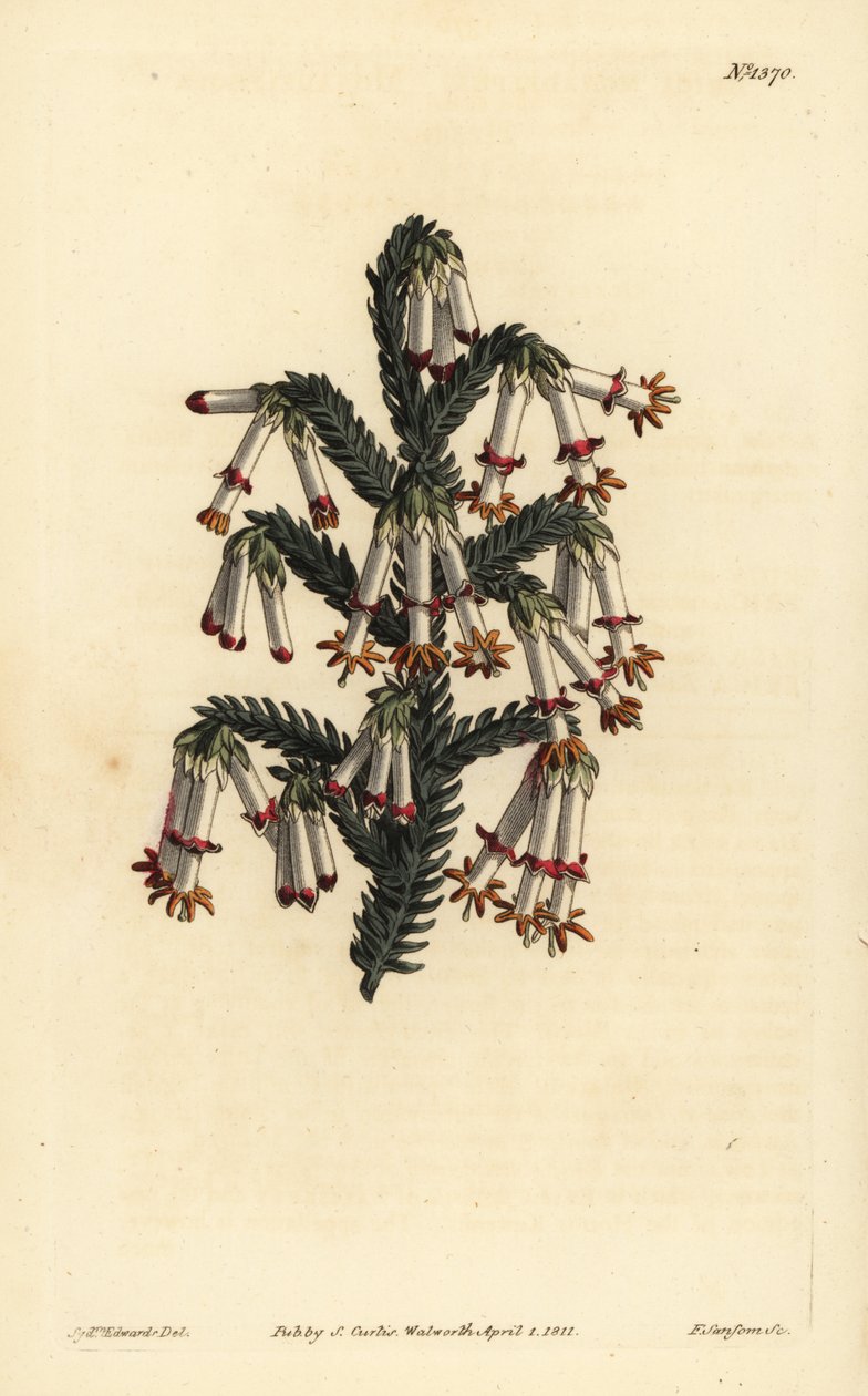 Brezo monadelfo, Erica monadelpha de Unbekannt