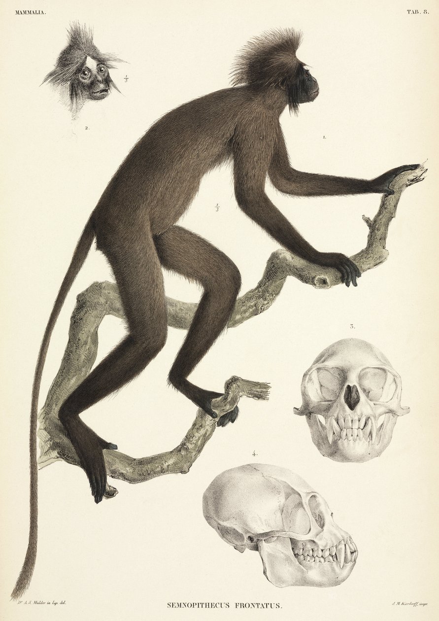 Detalles de mono y calavera, Sumatra, Indonesia de Unbekannt