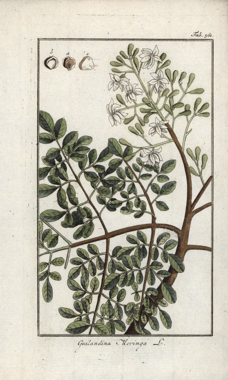 Moringa (Moringa oleifera). Litografía de "Afbeelding der Artseny-Gewassen" de Johannes Zorn (1739-1799), Países Bajos. de Unbekannter Künstler