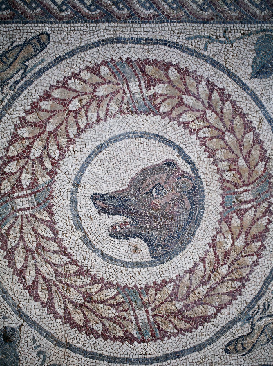 Mosaico del peristilo. (detalle) cabeza de oso. Siglo III - IV. Villa Romana del Casale, Sicilia. Sitio UNESCO. de William M. Timlin