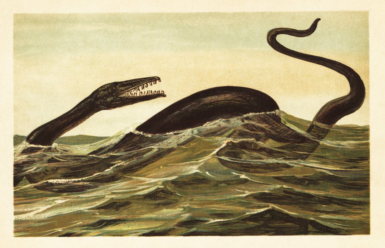 Mosasaurus hoffmannii, reptil acuático extinto.1908 (litografía) de Unbekannter Künstler