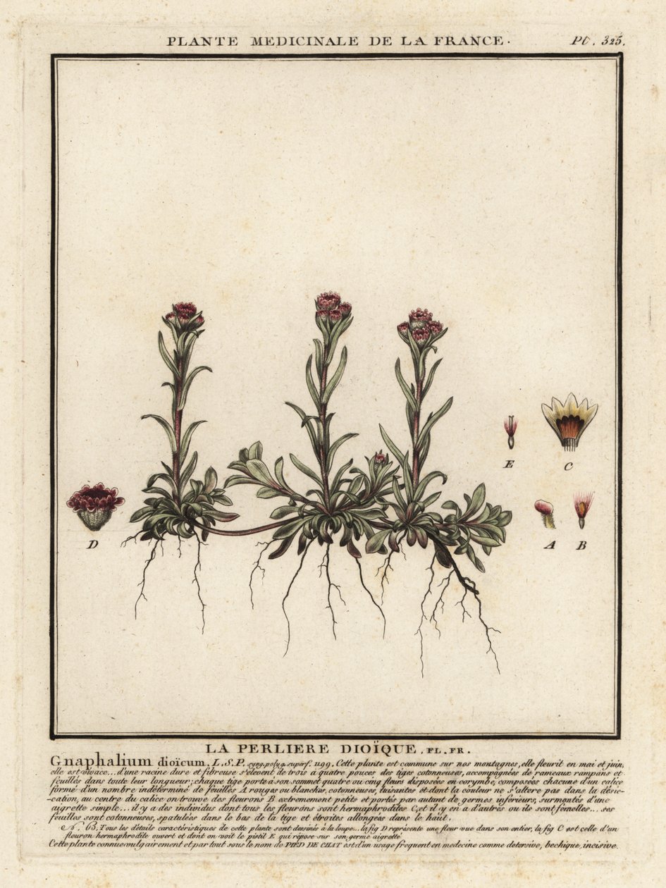 Siempreviva de montaña, Antennaria dioica. de Unbekannter Künstler