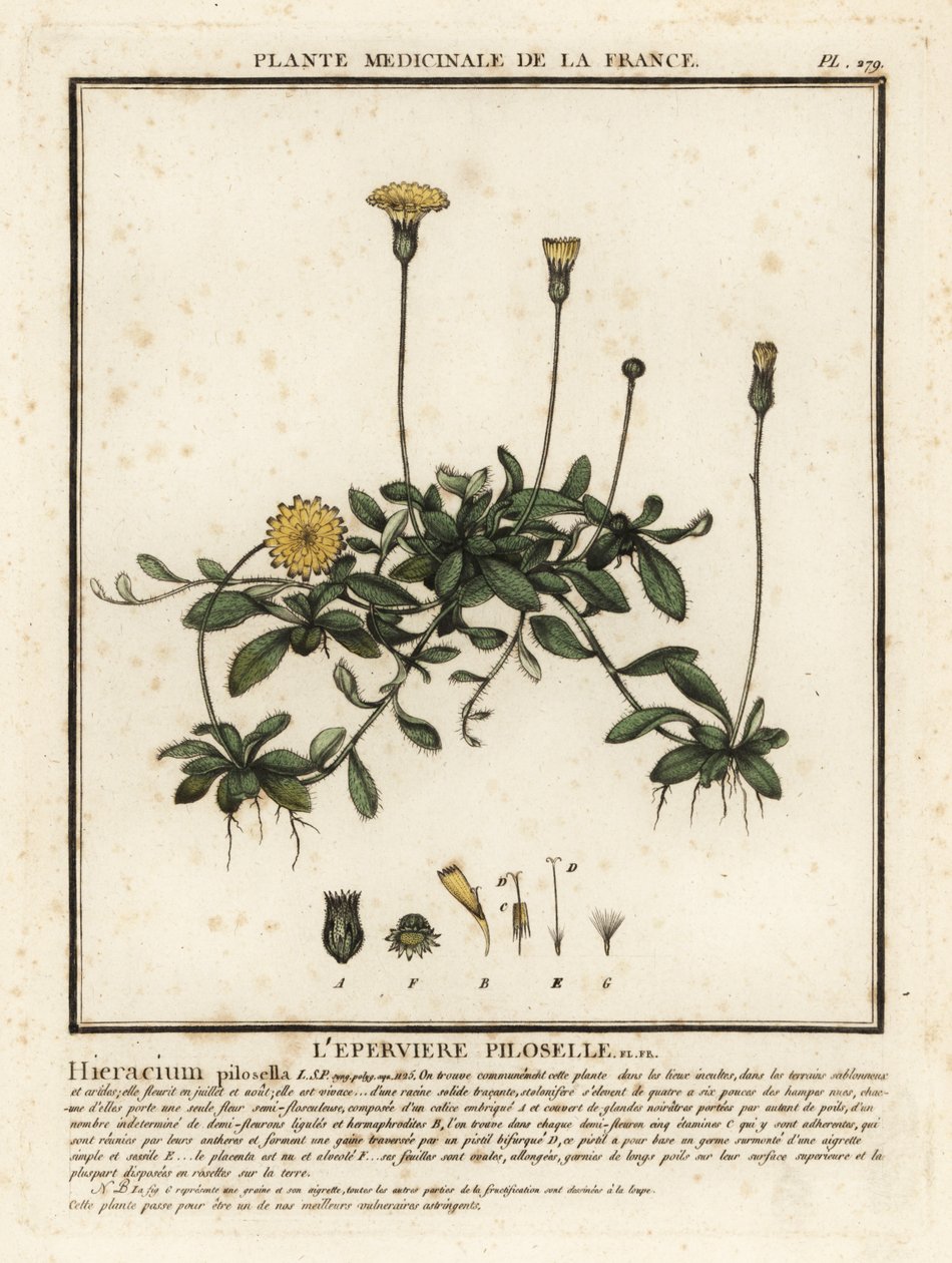 Pilosella officinarum. de Unbekannter Künstler