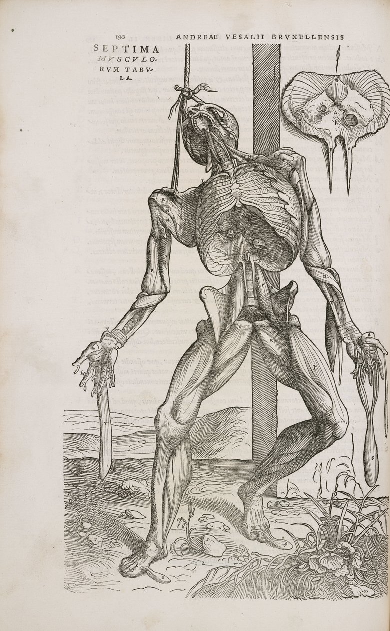Músculos vista frontal de los músculos profundos del cuerpo humano masculino de Unbekannt