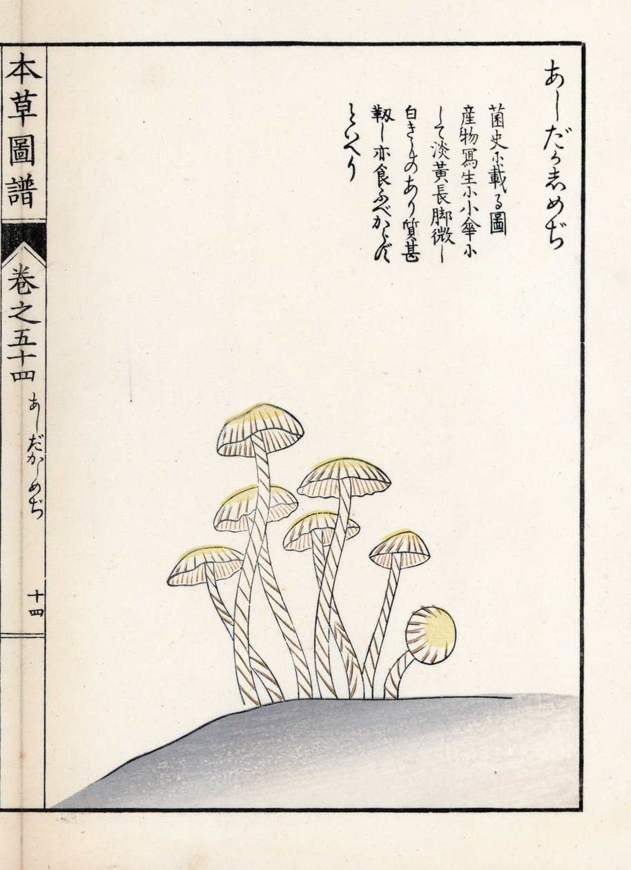 Setas: shimeji ashitaka - grabado japonés de Kanen Iwasaki (1786-1842), de Honzo Zufu, guía ilustrativa de plantas medicinales de Unbekannter Künstler