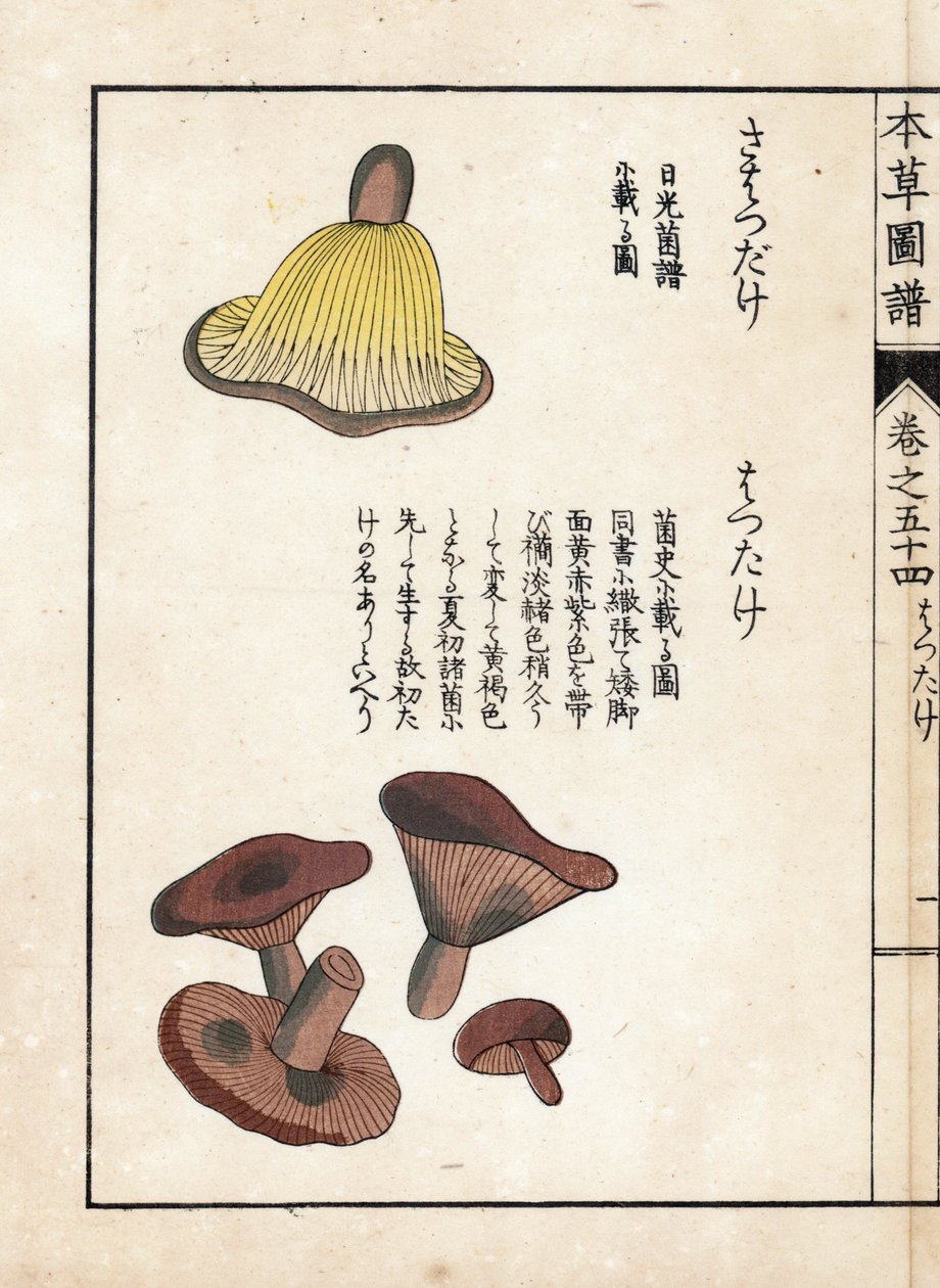 Setas: variedades de precoces de leche (comestibles) - grabado japonés de Kanen Iwasaki (1786-1842), de Honzo Zufu, guía ilustrativa de plantas medicinales de Unbekannter Künstler