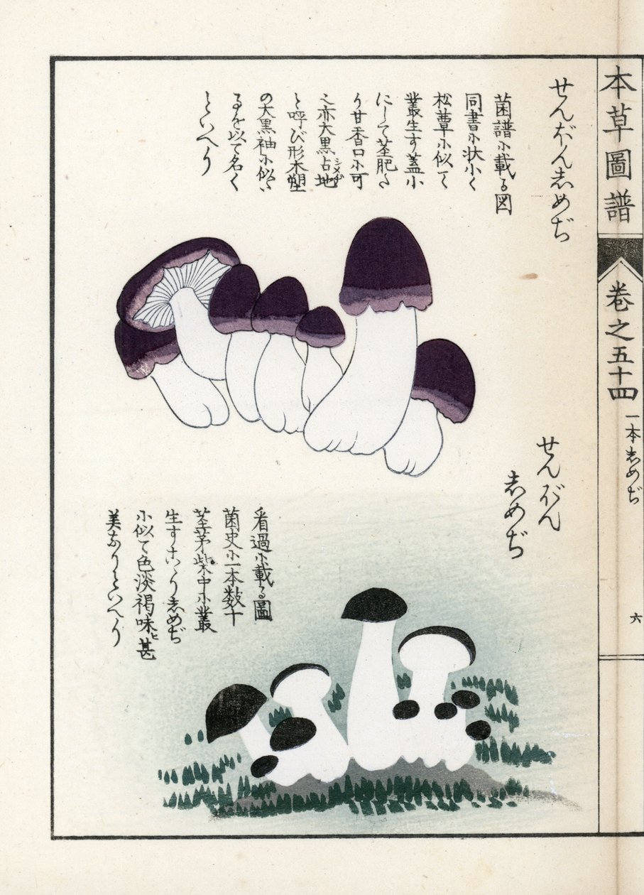 Setas: variedades de shimeji (comestibles) - Grabado japonés de Kanen Iwasaki (1786-1842), de Honzo Zufu, guía ilustrativa de plantas medicinales. de Unbekannter Künstler
