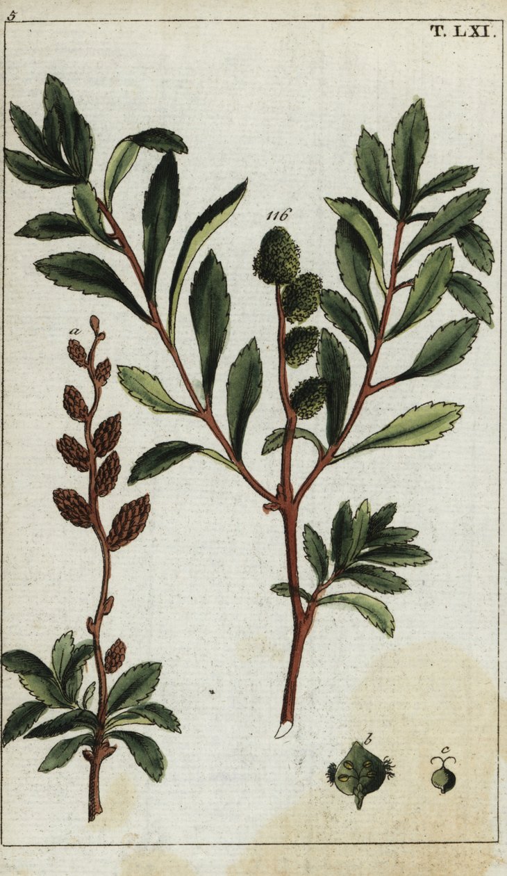 Myrica gale de Unbekannter Künstler