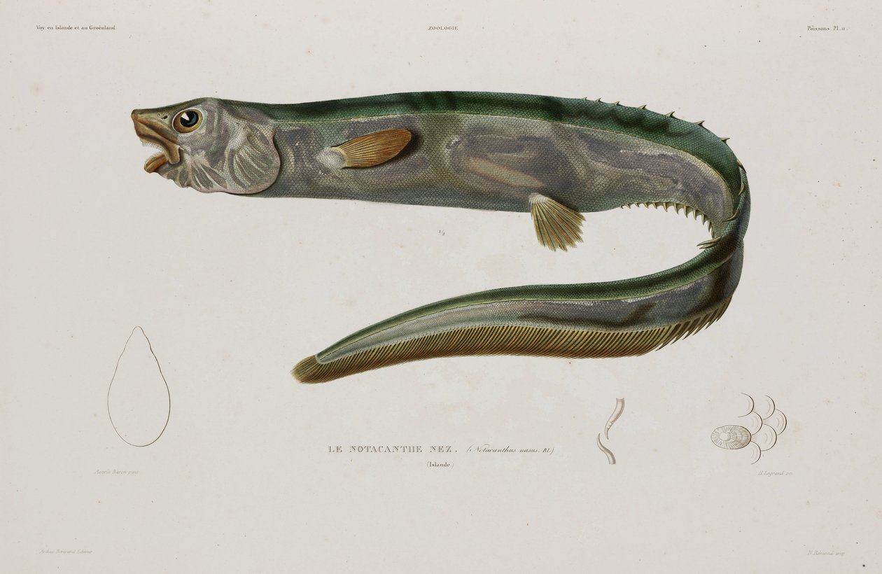 Natacanthus nasus, Islandia, principios del siglo XIX de Unbekannter Künstler