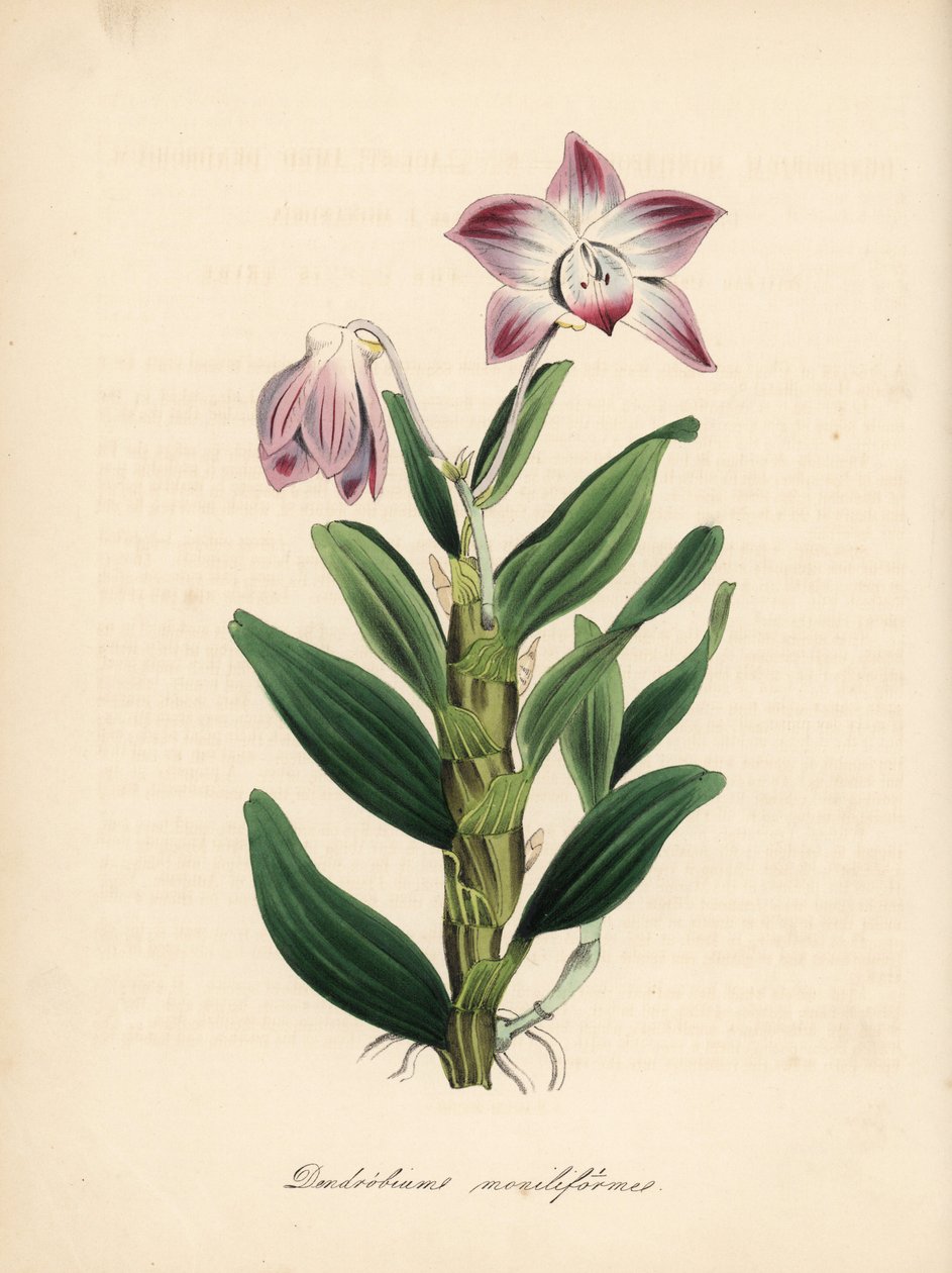 Dendrobium de tallo en collar u orquídea sekikoku, Dendrobium moniliforme. Zincografía coloreada a mano de C. Chabot dibujada por Miss M. A. Burnett de su "Plantae Utiliores: or Illustrations of Useful Plants", Whittaker, Londres. de Unbekannter Künstler