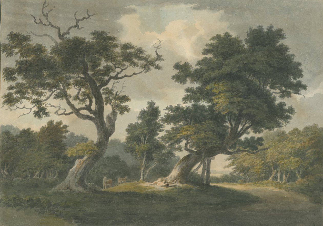 Bosque de Needwood: pintura en acuarela, nd [principios del siglo XIX] de Unbekannt
