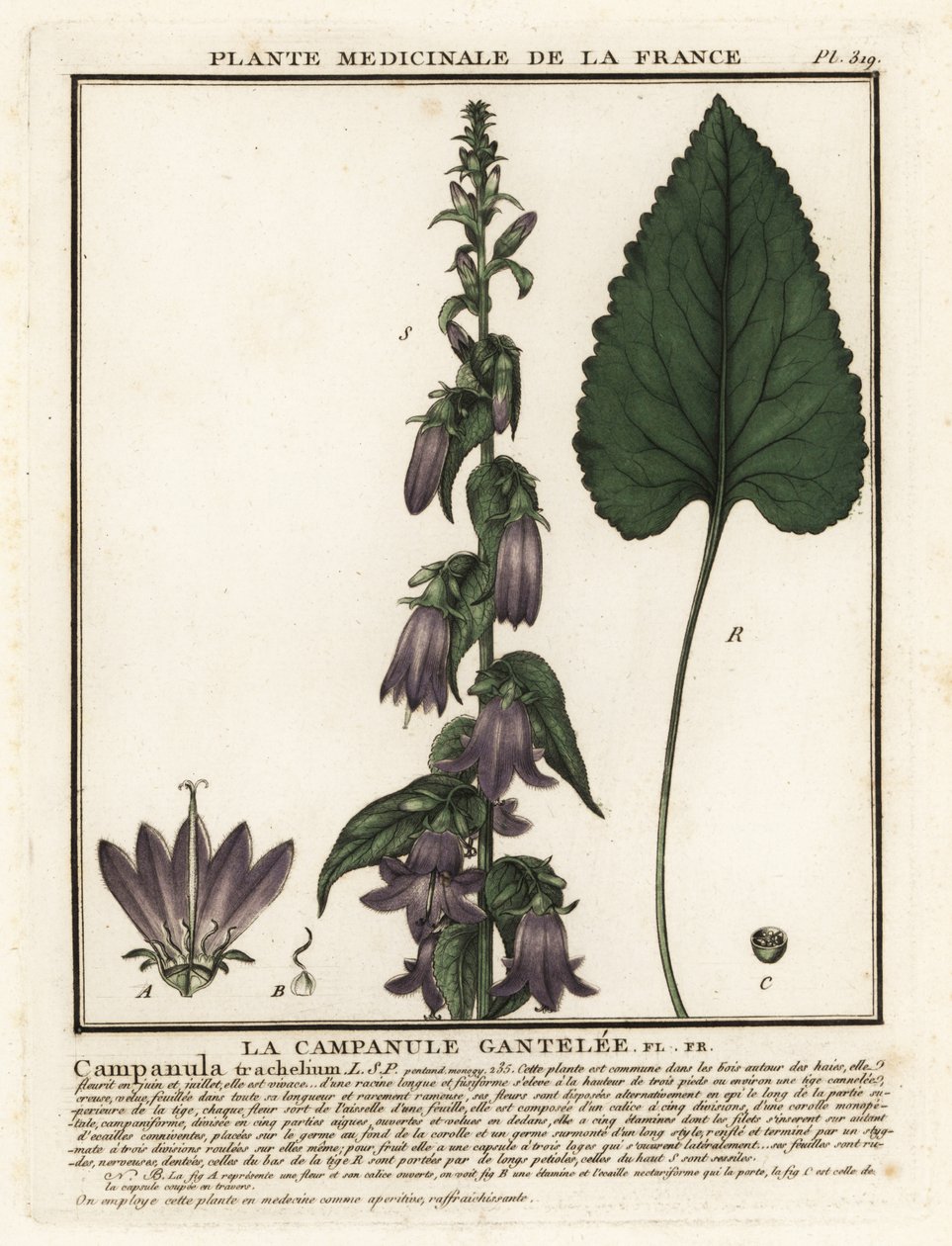 Campanilla de hojas de ortiga, Campanula trachelium. de Unbekannter Künstler