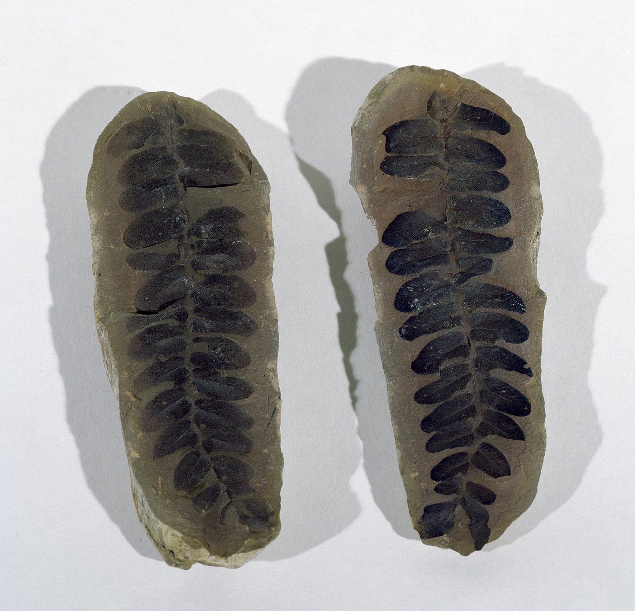 Neuropteris (fronda de helecho marino) encontrada en Coseley, Staffordshire, Período Carbonífero Superior de Unbekannt