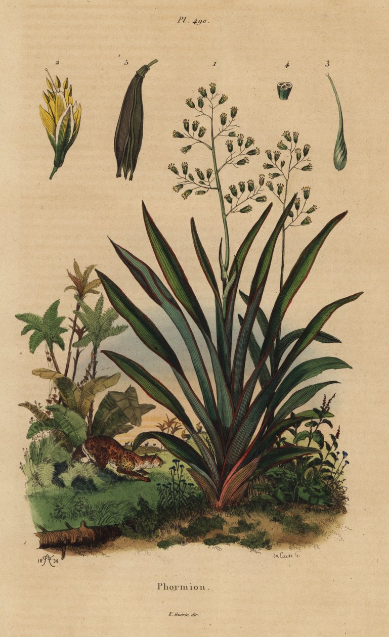 Lino de Nueva Zelanda o harakeke, Phormium tenax de Unbekannt