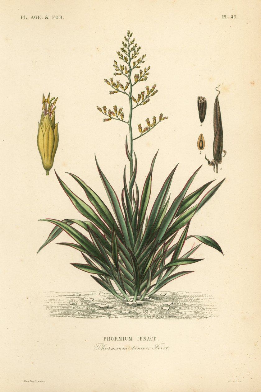 Lino de Nueva Zelanda o harekeke, Phormium tenax de Unbekannt