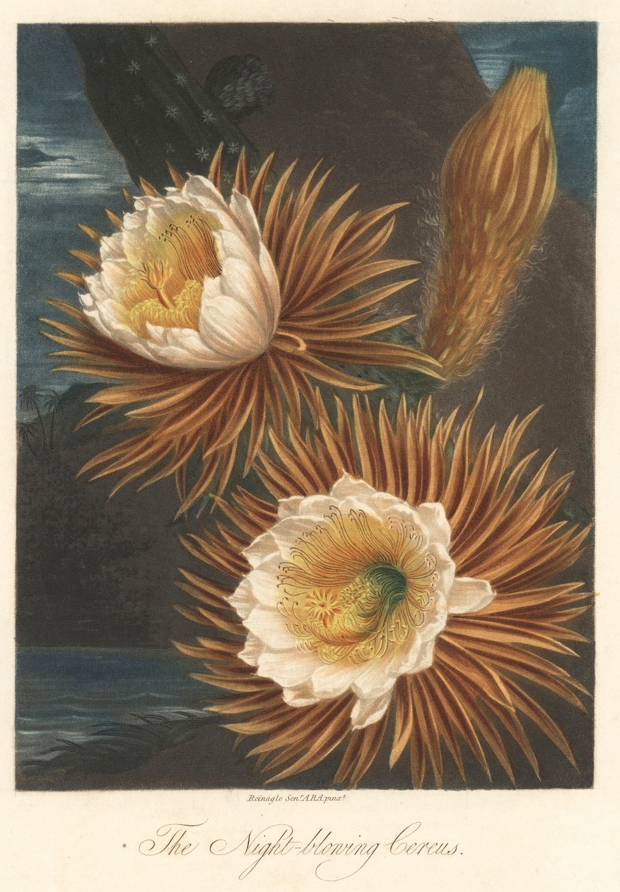 Floración nocturna de la planta de fruta del dragón o pitaya Agua fuerte, extraída de The Temple of Flora, del Dr. Robert Thornton (1768-1837). de Unbekannter Künstler