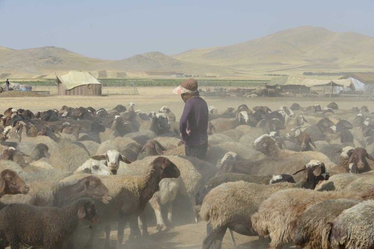Tiendas nómadas entre Tamar y Ashkhaneh, Irán 2022 (fotografía) de Unbekannter Künstler
