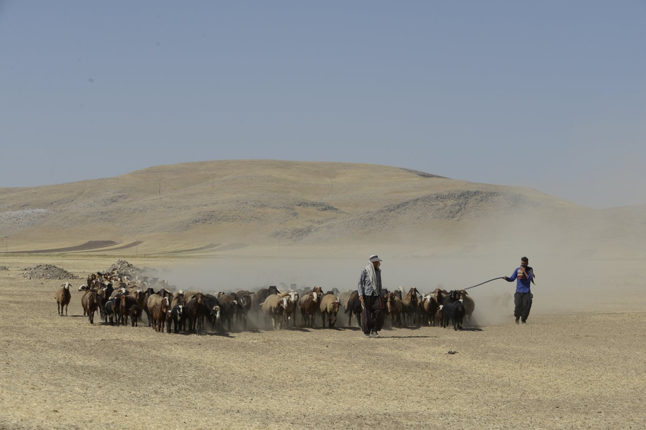 Tiendas nómadas entre Tamar y Ashkhaneh, Irán 2022 (fotografía) de Unbekannter Künstler