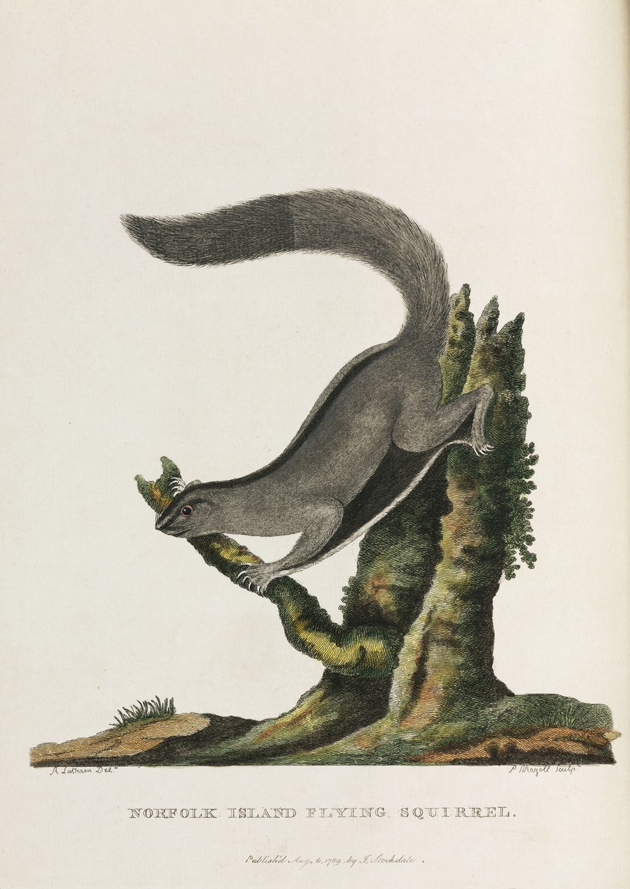 Ardilla voladora de la isla de Norfolk", Australia, hacia 1788 de Unbekannter Künstler