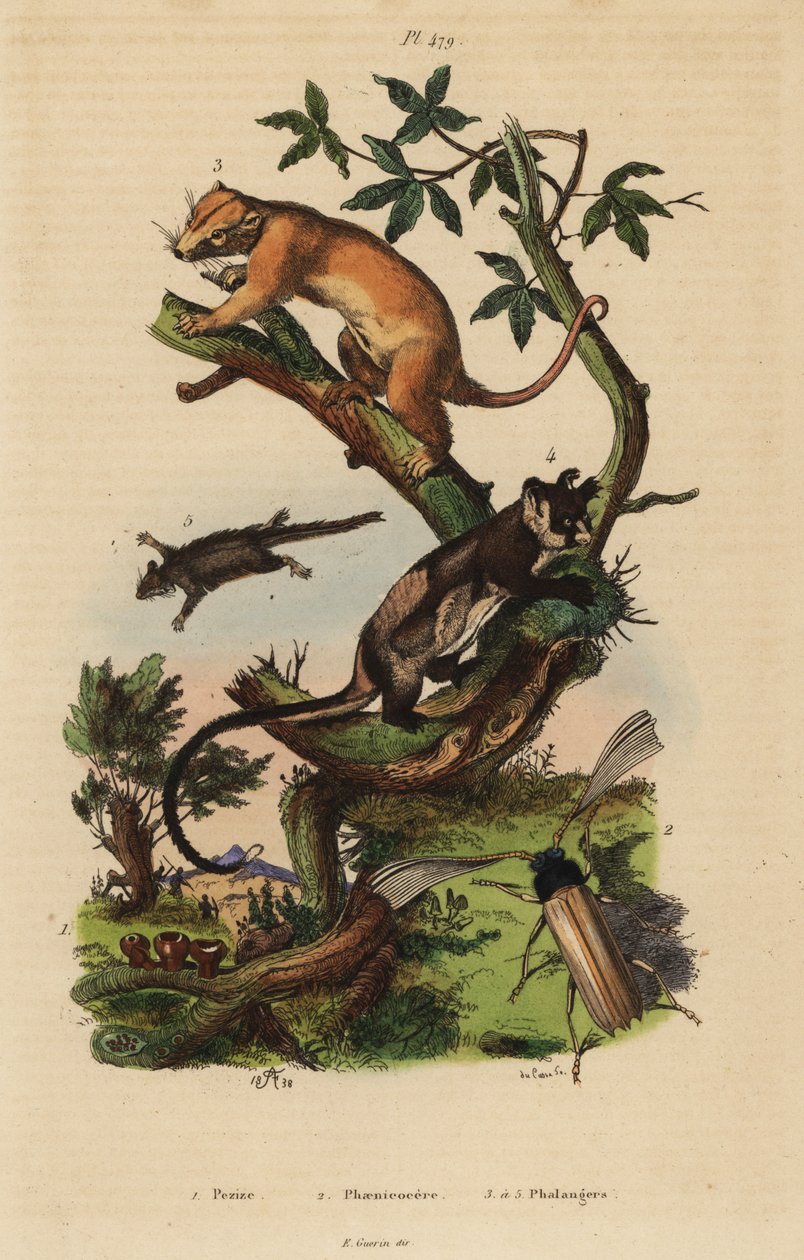 Cusco común del norte, Phalanger orientalis 3, planeador de vientre amarillo, Petaurus australis 4, planeador de cola de pluma, Acrobates pygmaeus 5, hongos Peziza 1 y escarabajo Psygmatocerus wagleri 2 de Unbekannt