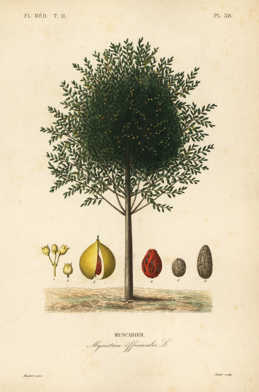 Árbol de nuez moscada, Myristica fragrans de Unbekannt