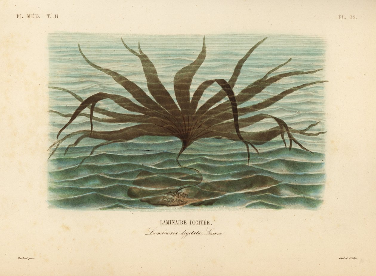 Laminaria, Laminaria digitata de Unbekannt