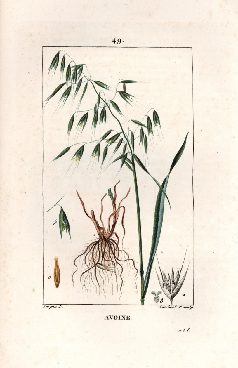 Avena cultivada o avena bizantina - Grabado de Lambert hijo, a partir de un dibujo de Pierre Jean Francois Turpin (1775-1840), extraído de La flore medicale, de Chaumeton, Poiret et Chamberet, París 1830 - Avena, Avena sativa - Grabado de Lambert hijo a pa de Unbekannter Künstler