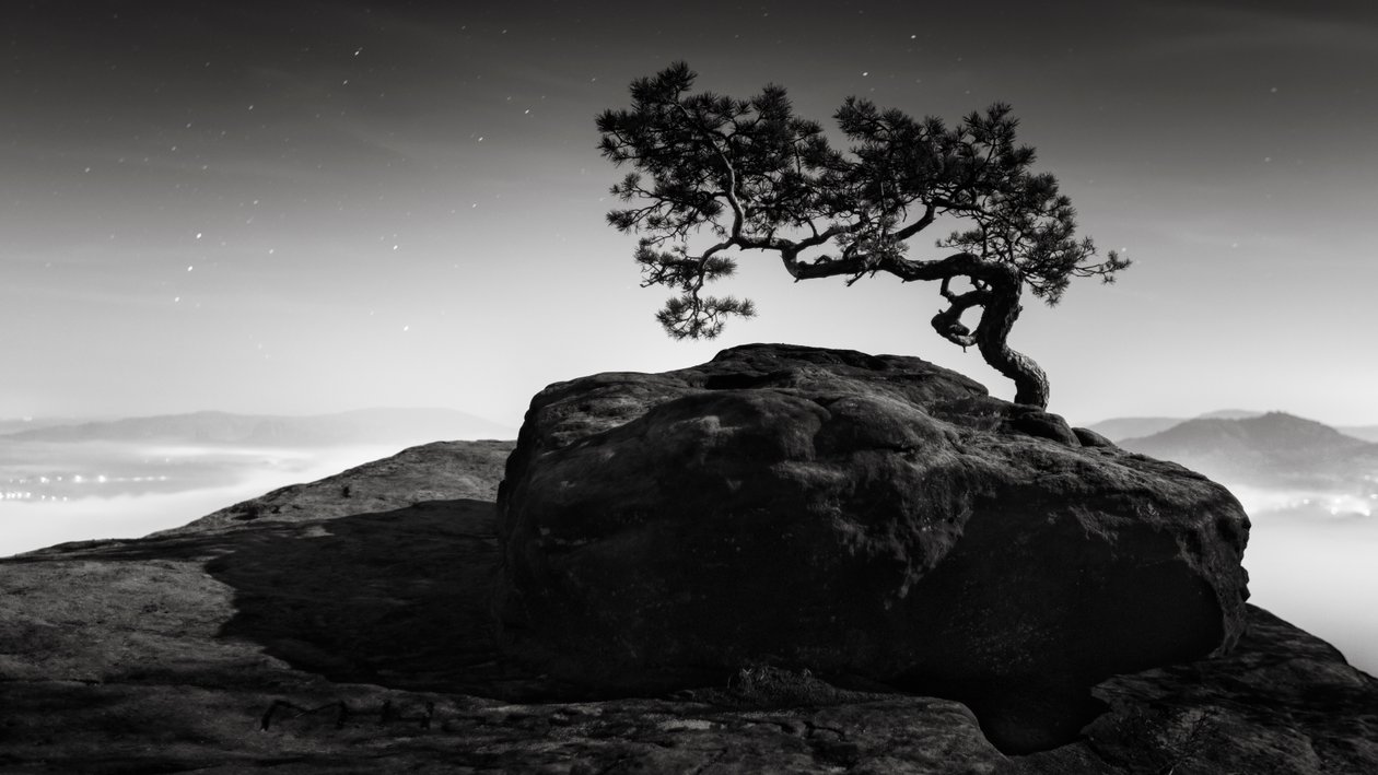 Old Pine, Lilienstein, Suiza, 2015 (fotografía en B/N) de Leopold Blonder