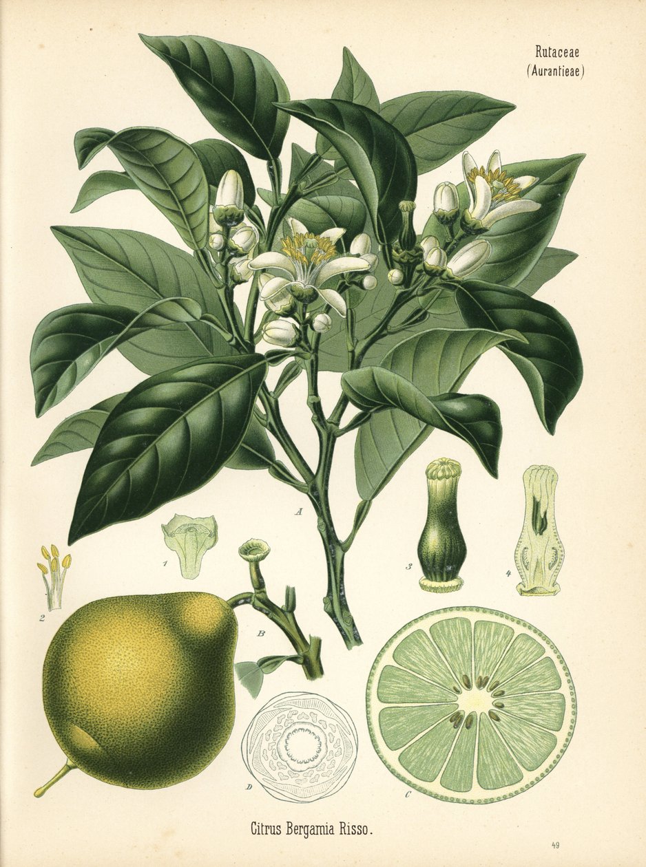 Naranja bergamota, Citrus bergamia. Cromolitografía según una ilustración botánica de Hermann Adolph Koehler