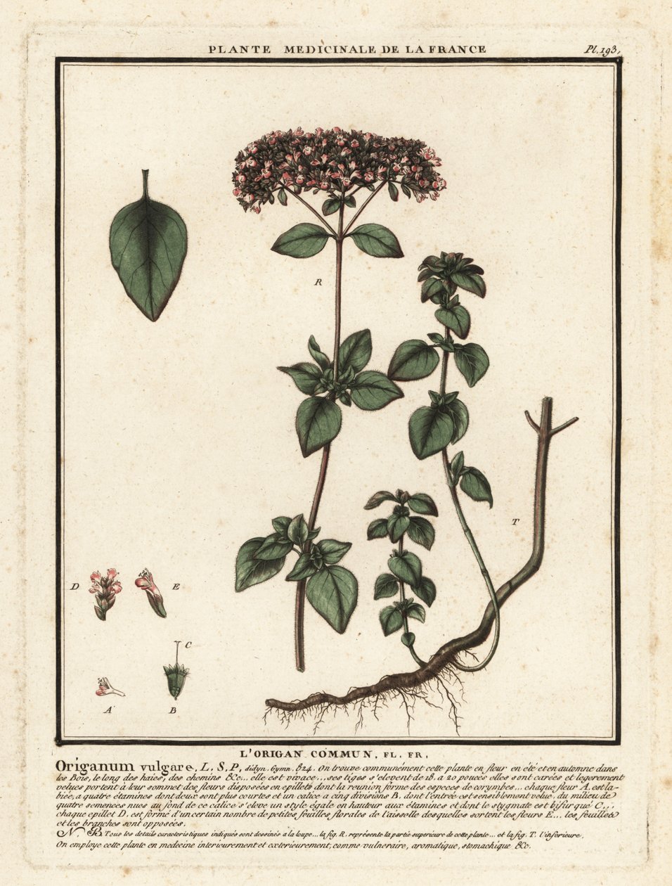 Orégano o mejorana silvestre, Origanum vulgare. de Unbekannter Künstler