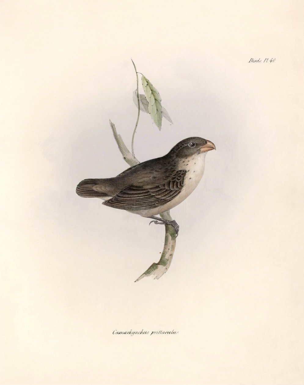 Ornitología: "Camarhynchus psittaculus o Geospize psittacin" Descripción de un paseriforme de Charles Darwin (1809-1882) observado durante su expedición a bordo del Beagle. Lámina de "La zoología del viaje del H.M.S. Beagle. Vuelo. III, Aves descritas de Unbekannter Künstler