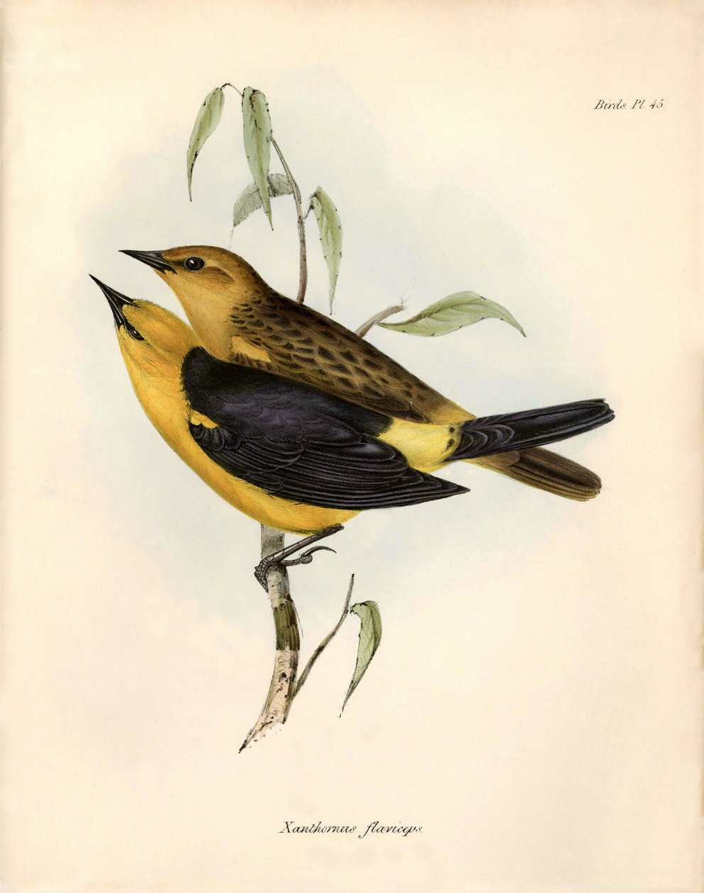 Ornitología: "Certhidea olivacea" Geospize oliva observa y describe por Charles Darwin durante su expedición a bordo del Beagle. Lámina de "La zoología del viaje del H.M.S. Beagle. Vuelo. III, Aves descritas por John Gould, con noticia de sus de Unbekannter Künstler
