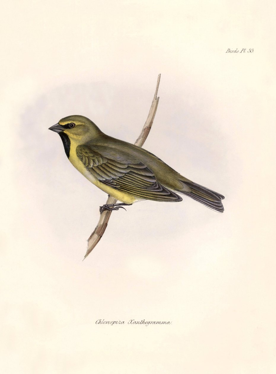 Ornitología: "Chlorospiza xanthogramma" Descripción de un paseriforme de Charles Darwin (1809-1882) observado durante su expedición a bordo del Beagle. Lámina de "La zoología del viaje del H.M.S. Beagle. Vuelo. III, Aves descritas por John Gould, con n de Unbekannter Künstler