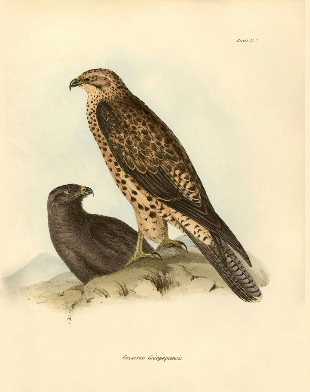 Ornitología: "Craxirex Galapagoensis" pico de las Galápagos descrito por Charles DarWin (1809-1882) durante su expedición a bordo del Beagle. Lámina de "Birds described by John Gould, with notice of their habits by Charles Darwin de Unbekannter Künstler