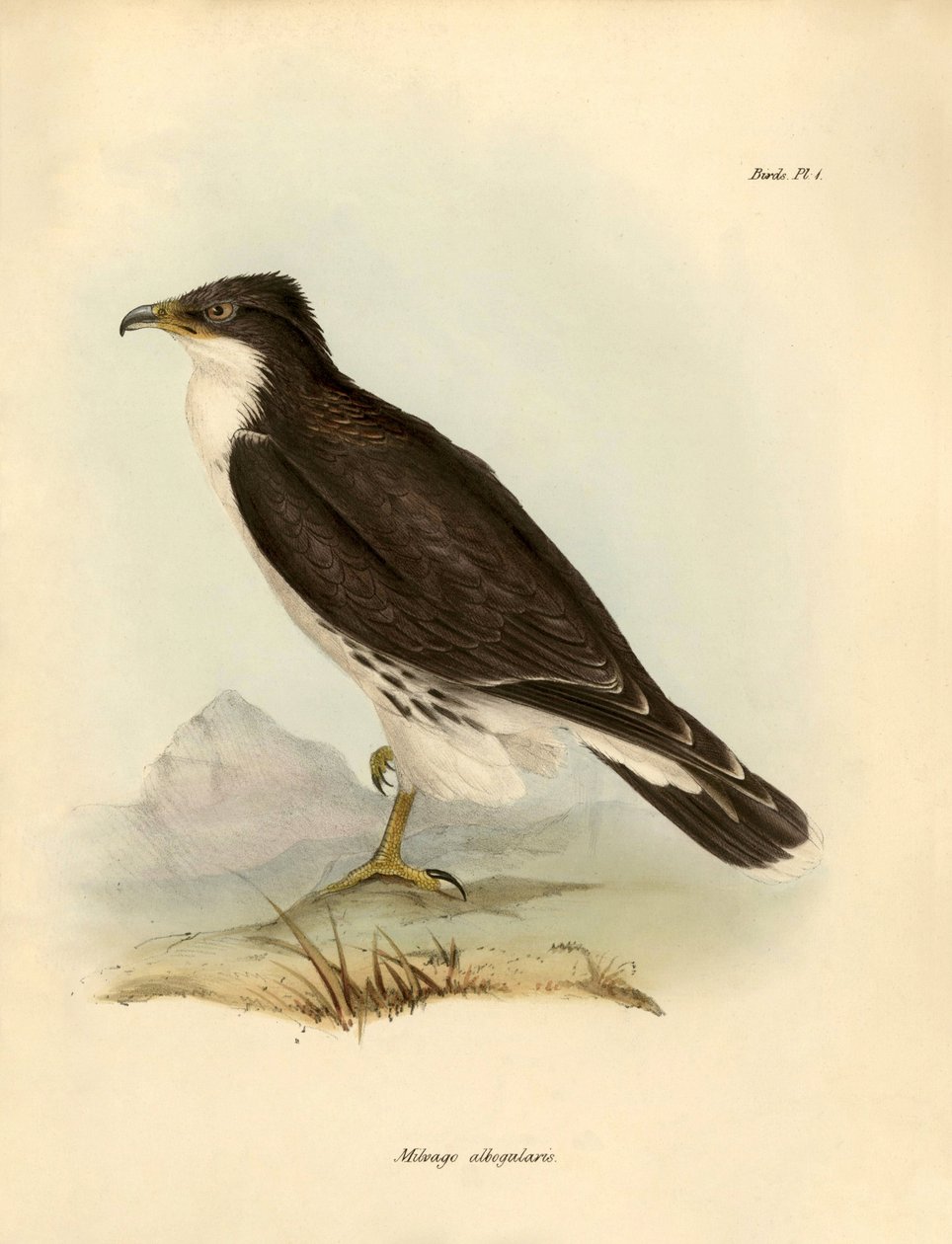 Ornitología: "Milvago albogularis" o caracara descrito por Charles DarWin (1809-1882) durante su expedición a bordo del Beagle. Lámina de "Birds described by John Gould, with notice of their habits by Charles Darwin". de Unbekannter Künstler
